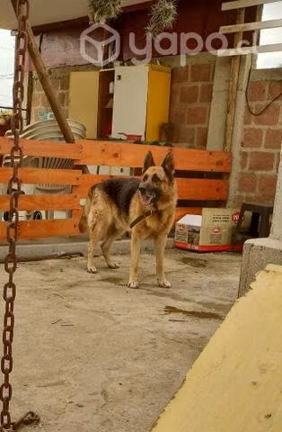 Regalo perro muy cuidador