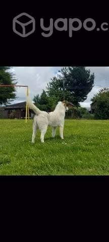 Regalo perrito mestizo Samoyedo