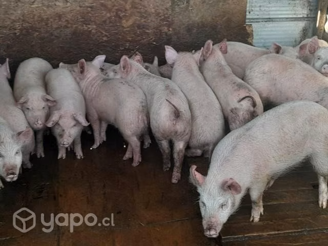Chanchos
