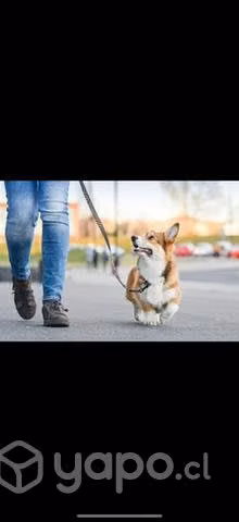 Se realiza paseo de perros