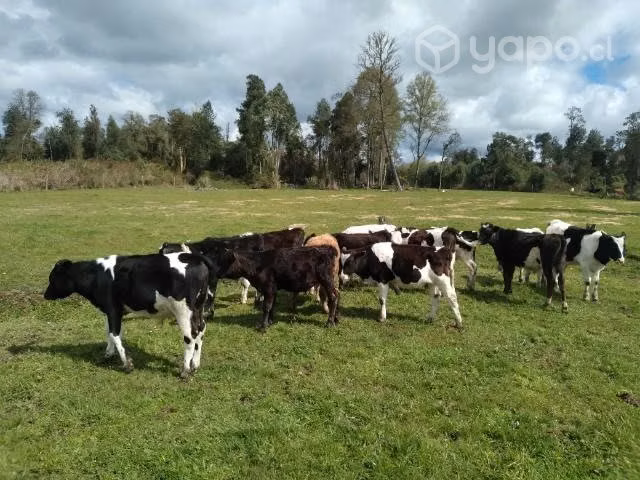 Lote terneros - Imagen 4