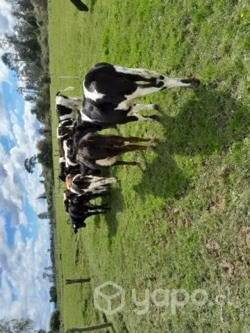 Lote terneros - Imagen 3