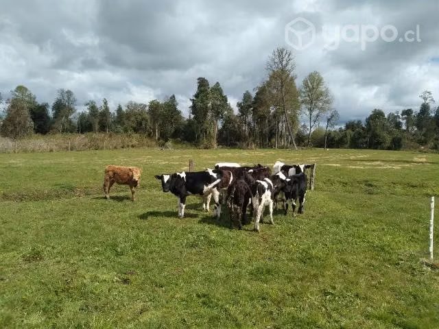 Lote terneros - Imagen 6