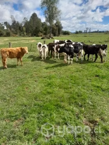 Lote terneros