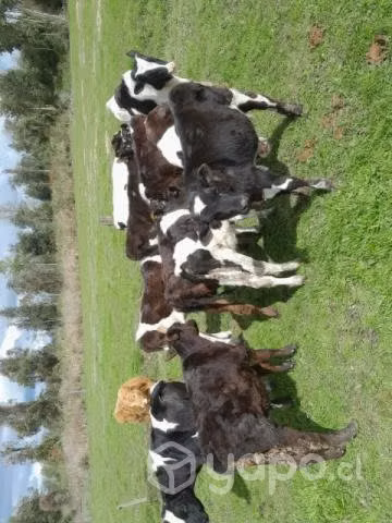 Lote terneros - Imagen 2