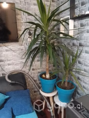 Yucas