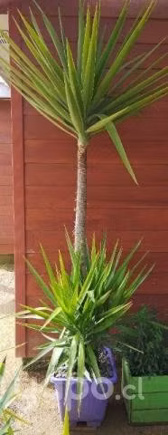 Yucas