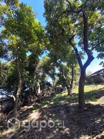 Terreno Peumo