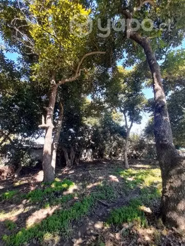 Terreno Peumo