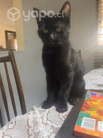 Se regala gatito