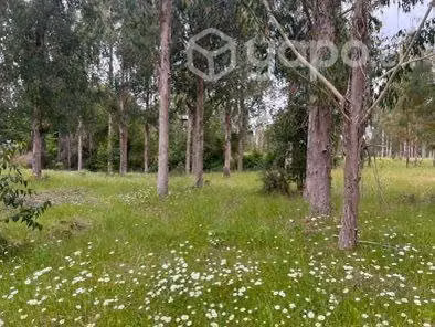 Se venden hermosas parcelas con acceso a río