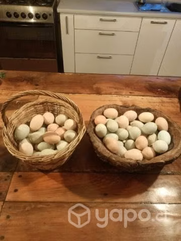 Huevos de gallina de campo