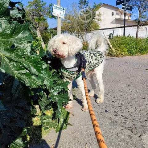 Adopción