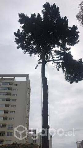 Poda y tala de árboles - Imagen 3