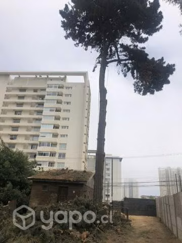 Poda y tala de árboles