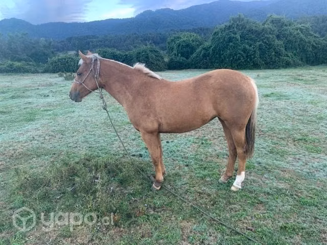 Yegua parida