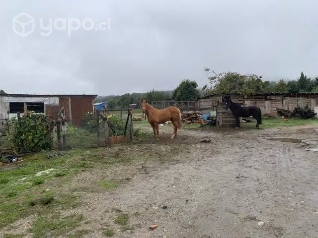Yegua parida - Imagen 2
