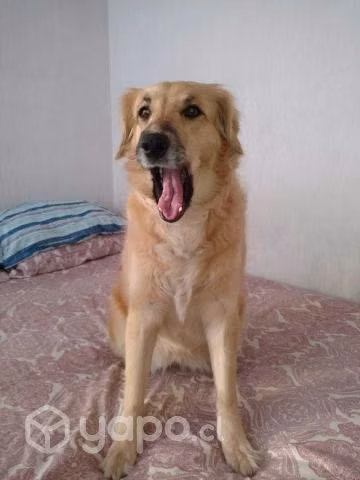 Perrita en Adopción