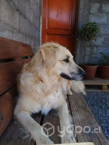 Perrita en Adopción