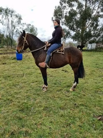 Yegua 7 años
