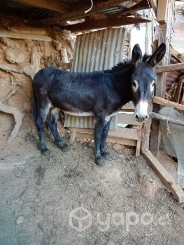Burro yegüero