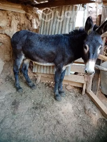 Burro yegüero
