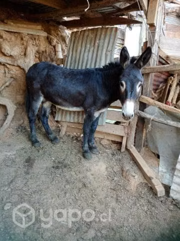 Burro yegüero