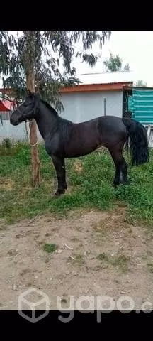 Caballo inscrito de 7 años corriendo
