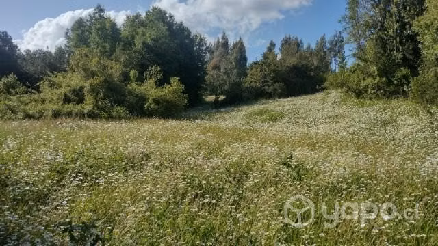 3 hectárea - Imagen 3