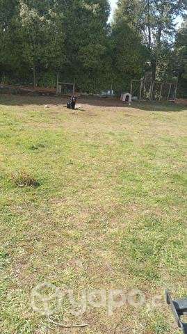 Se vende terreno chinquihue - Imagen 8