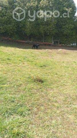 Se vende terreno chinquihue - Imagen 4