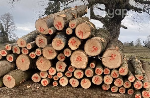 Pino Oregon en Trozos