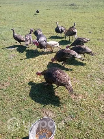 Pavos adultos