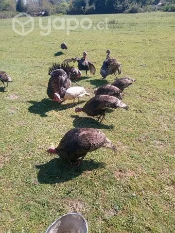Pavos adultos - Imagen 2