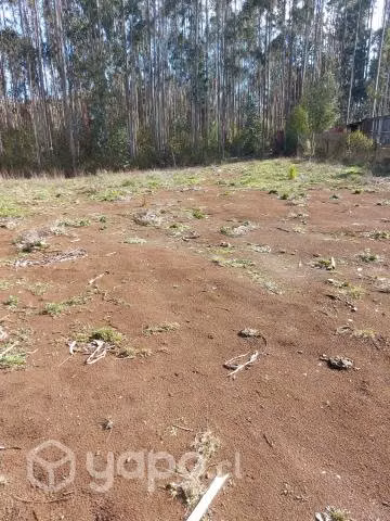 Terreno c/eucalipto Sector Yeneco