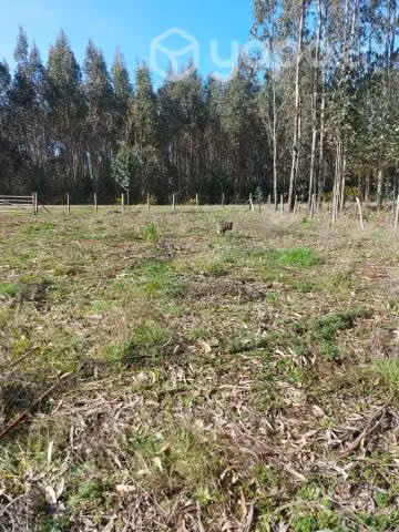 Terreno c/eucalipto Sector Yeneco