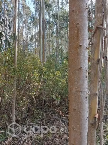 Terreno c/eucalipto Sector Yeneco