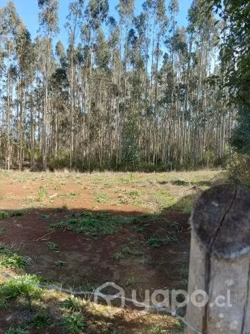 Terreno c/eucalipto Sector Yeneco