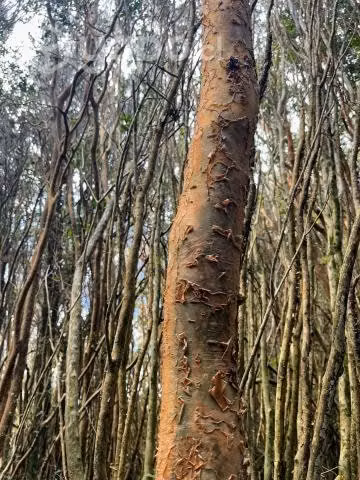 Sector Huicha