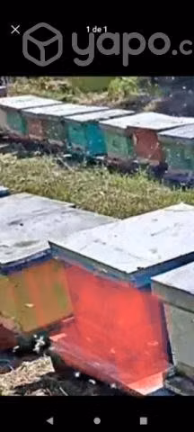 Recibo cajones de abeja por la temporada