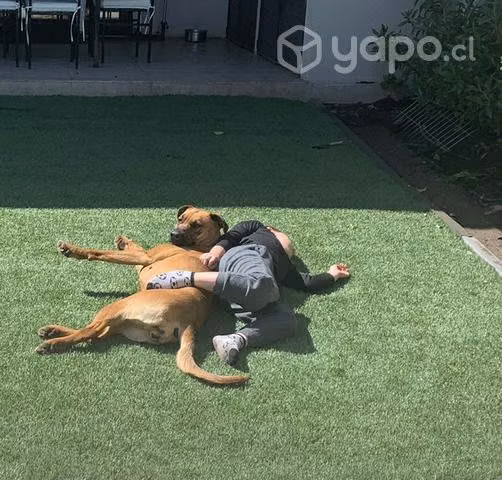 Regalo perrita raza grande