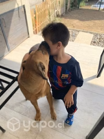 Regalo perrita raza grande