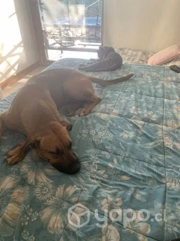 Regalo perrita raza grande