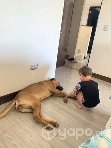 Regalo perrita raza grande