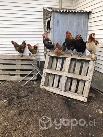 Gallos
