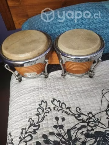 Bongo