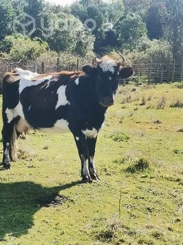 Vaca preñada - Imagen 2