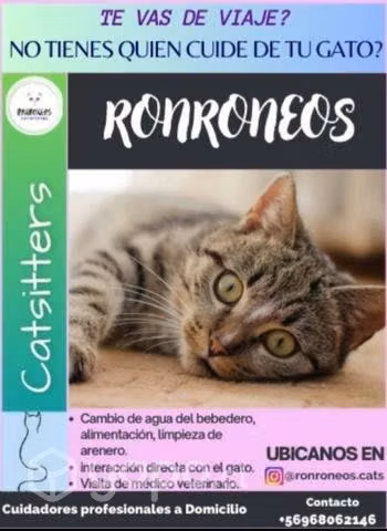 Catsitter Cuidado de Gatos