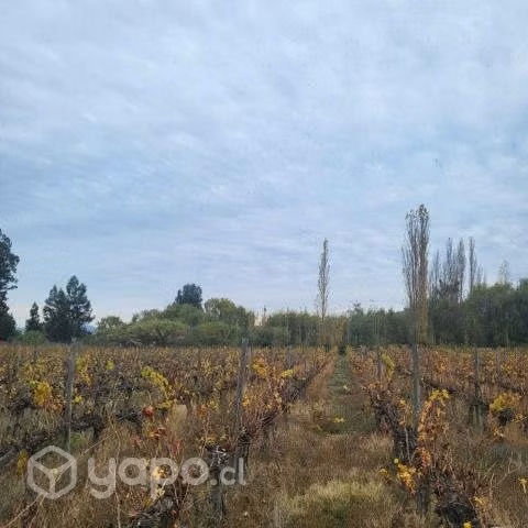 Viñedos de nenquen