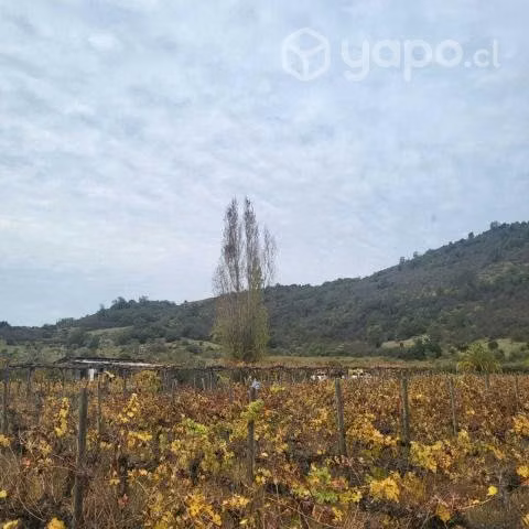 Viñedos de nenquen